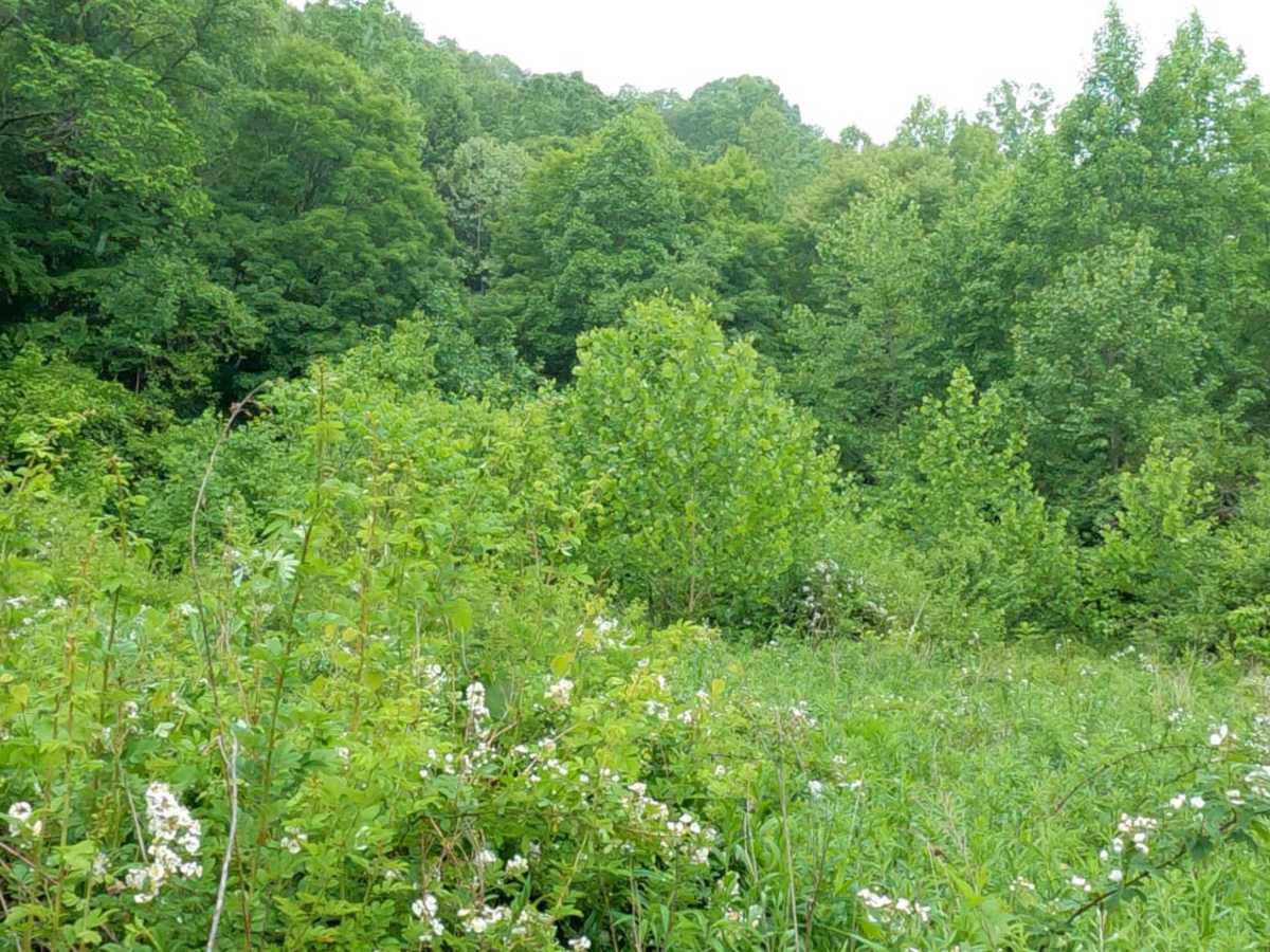 Brushy Fork Road photo 4