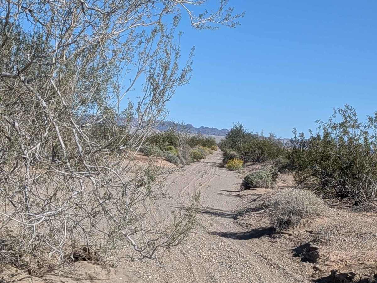 BLM 619 photo 4