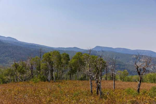 Julius Pasture-South Fork Road