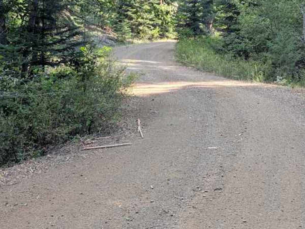 Cougar Spur - FS 9718-118 photo 3