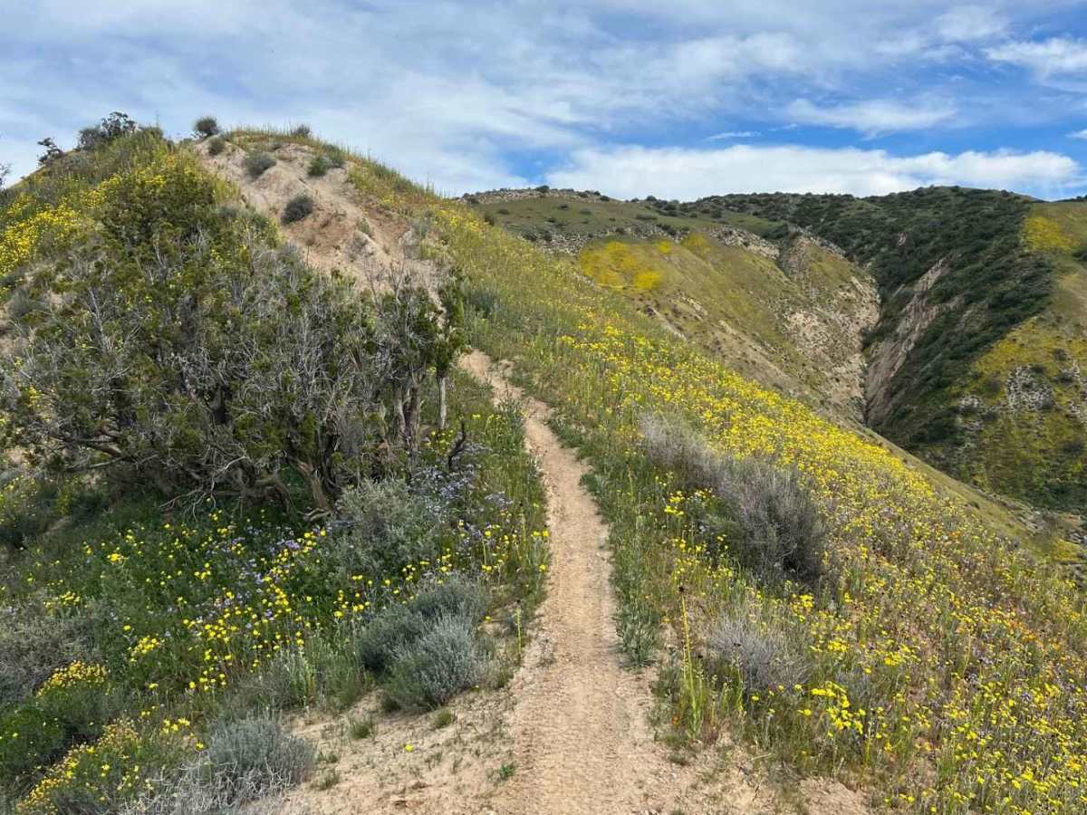 Trail 18 Singletrack  photo 3