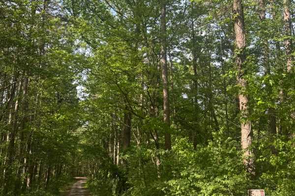 Cadiz Campground Trail