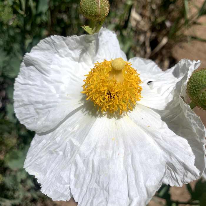Near Piedra Blanca to Haddock Camp