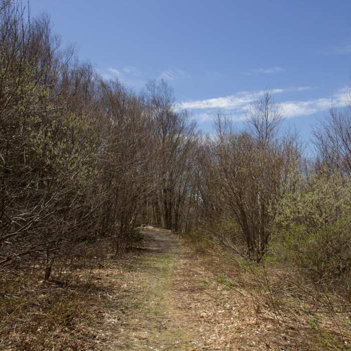 Near Berlin Mountain + Taconic Crest Trail Near Berlin Mountain + Taconic Crest Trail