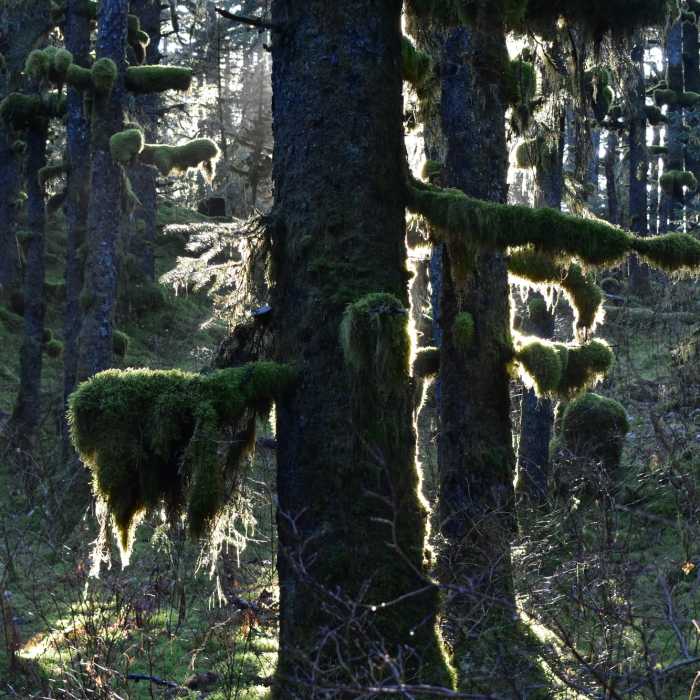 Near Forest Connector Trail