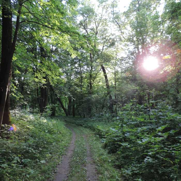 Sun poking through the trees on the Fisher Loop. Near Turtle River State Park Loop