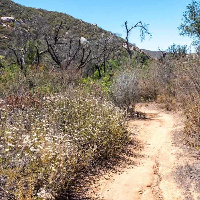 Near Martha's Grove Trail Loop