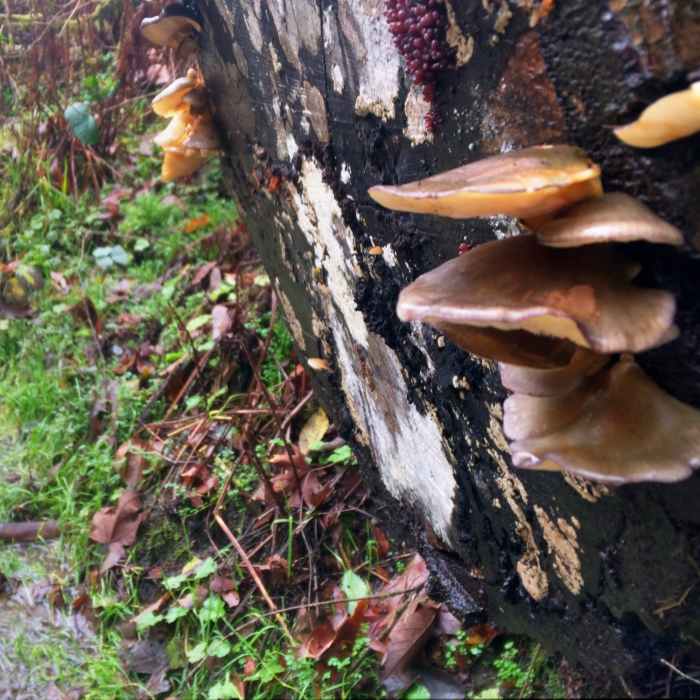 Near Piper's Creek Trail
