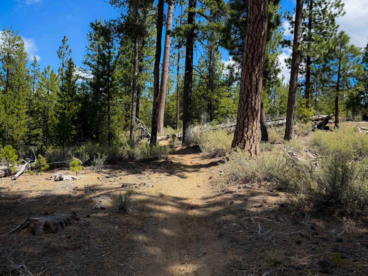  Trail 31  trail photo