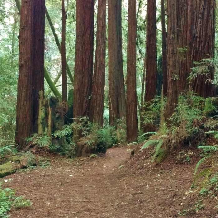 Near Aptos Rancho Trail