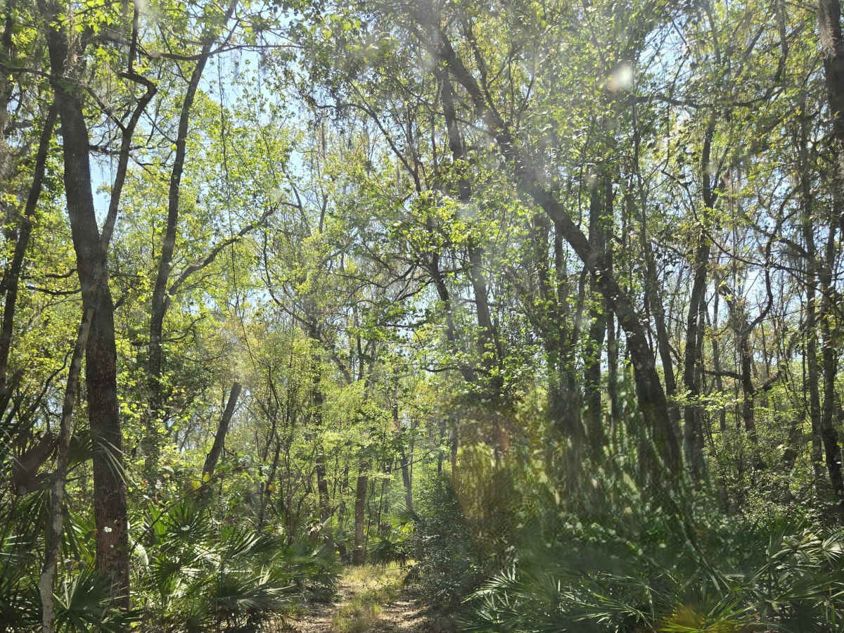 Lochloosa Swamp Trail photo 2