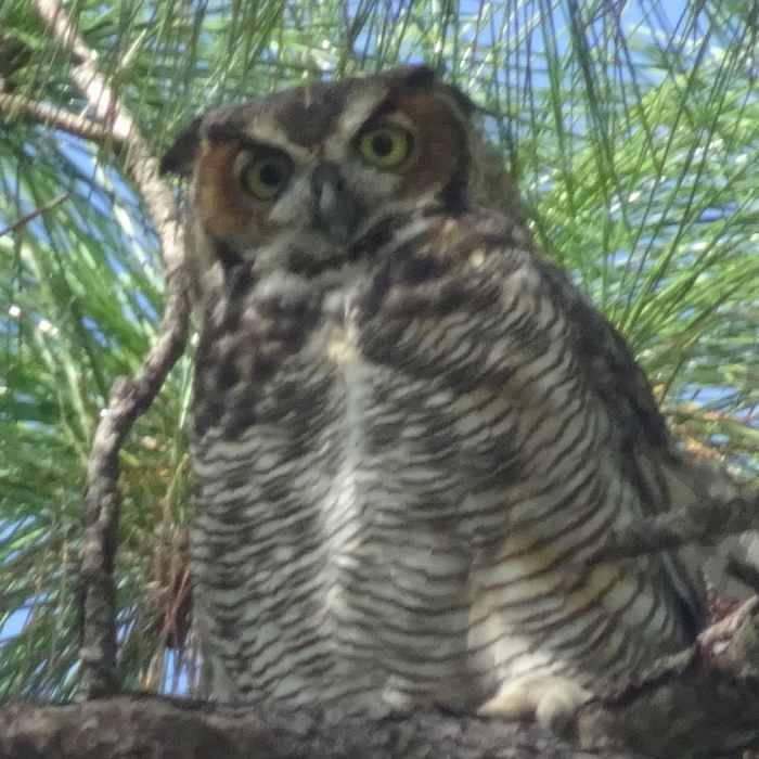 Great Horned Owl Tall Cypress Pk Near Tall Cypress Natural Area