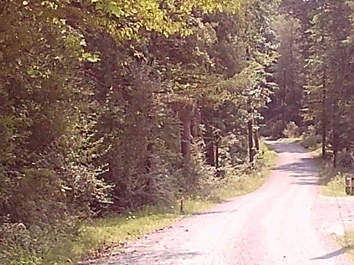 White Mountain Road photo 4