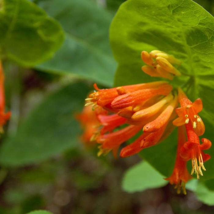 Near Tualatin Hills Nature Park Loop Trail