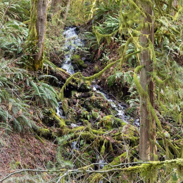 Near Falls Loop Trail