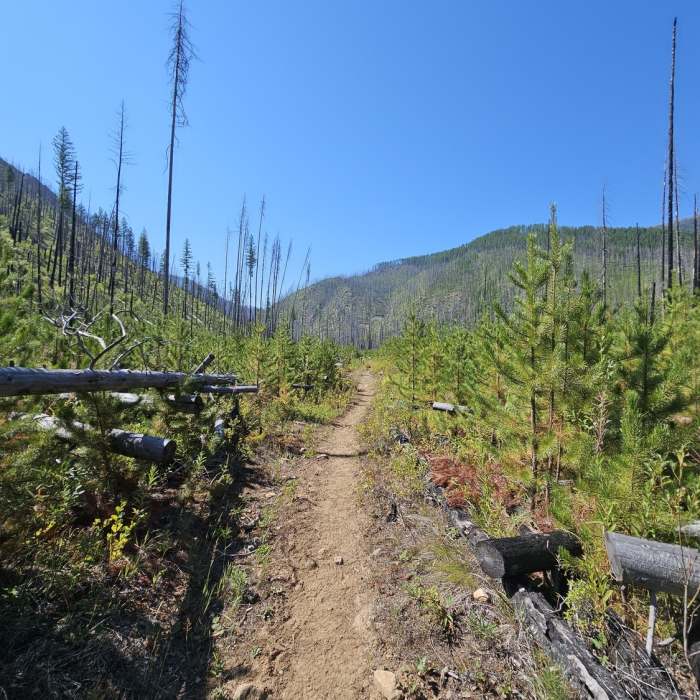 Near West Fork Fish Creek #101