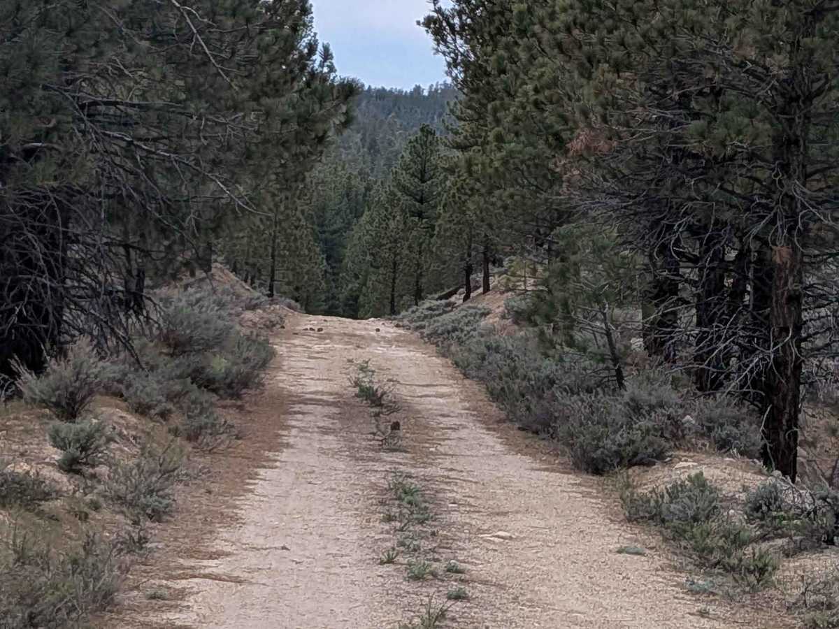 North Rattlesnake - FS 24S33 photo 5