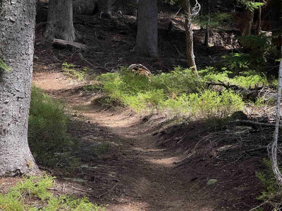 Start O Willamette Trail   photo 4