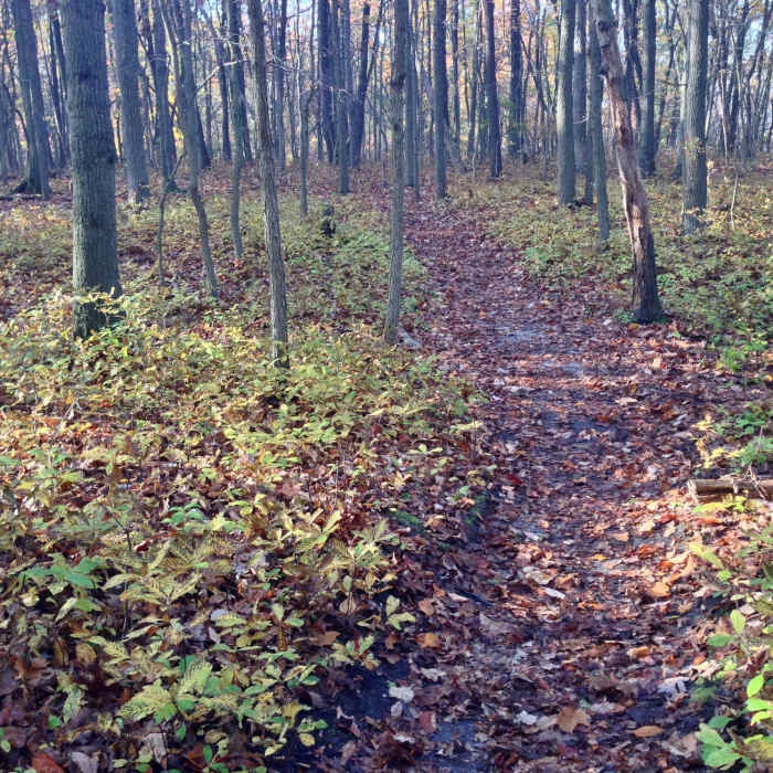 Near Hooks Creek Lake Path