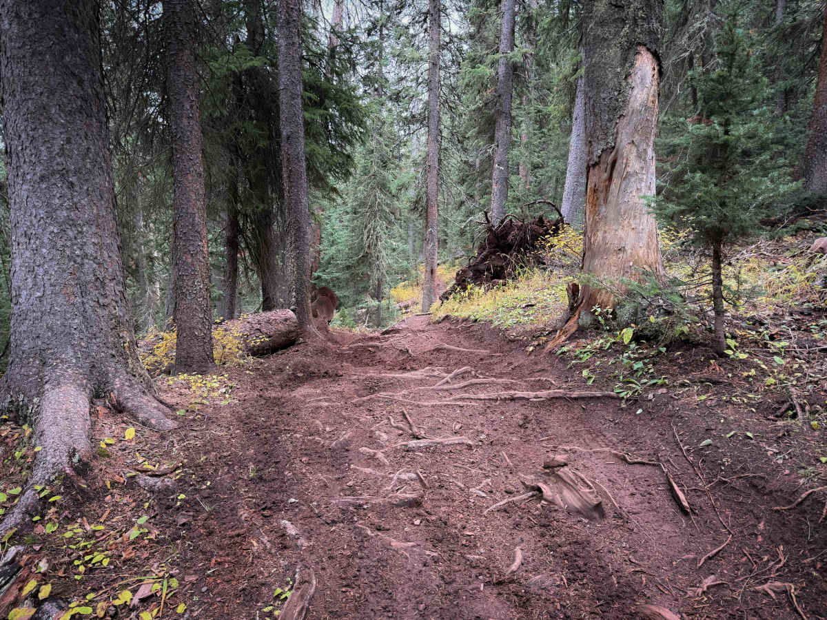 Waterfall Creek Trail - FS 555  photo 5