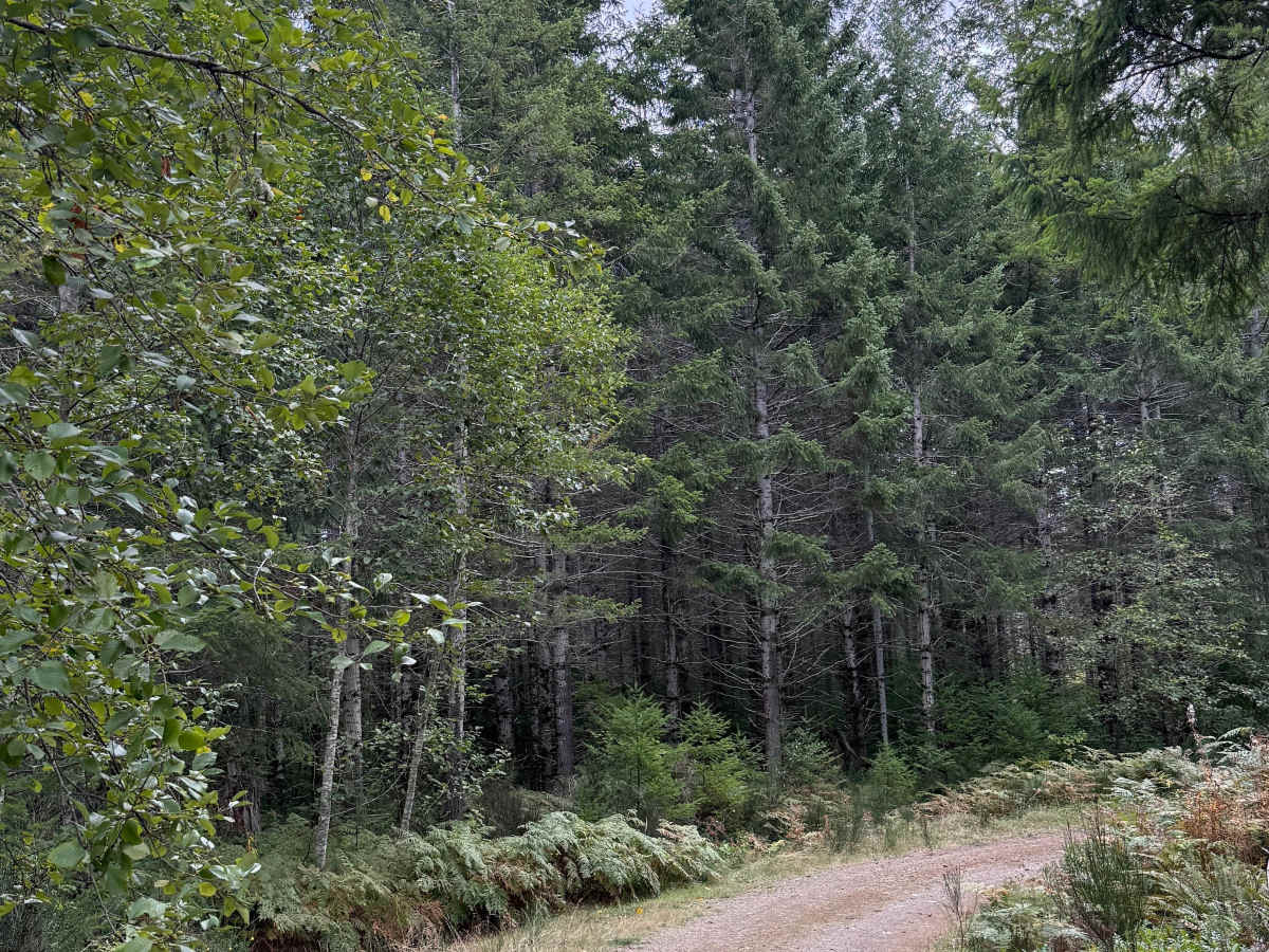 Hoodsport - North Cushman Connector trail photo