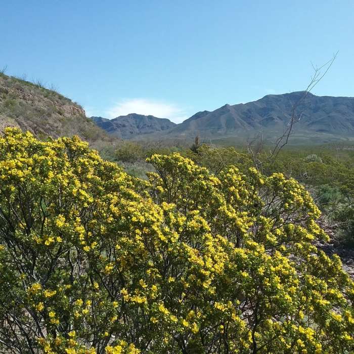 Creosote bush in bloom and Franklin Mountains Near Worm