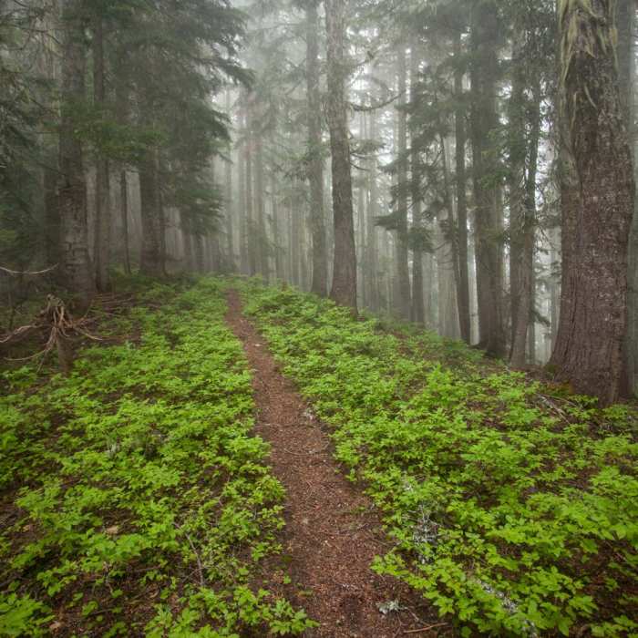 Near White Pass to Pilot Ridge Loop