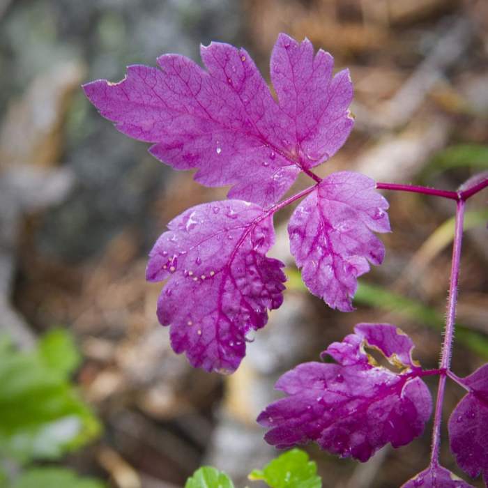 Near Queens River Trailhead to Queens River Falls + Nanny Creek