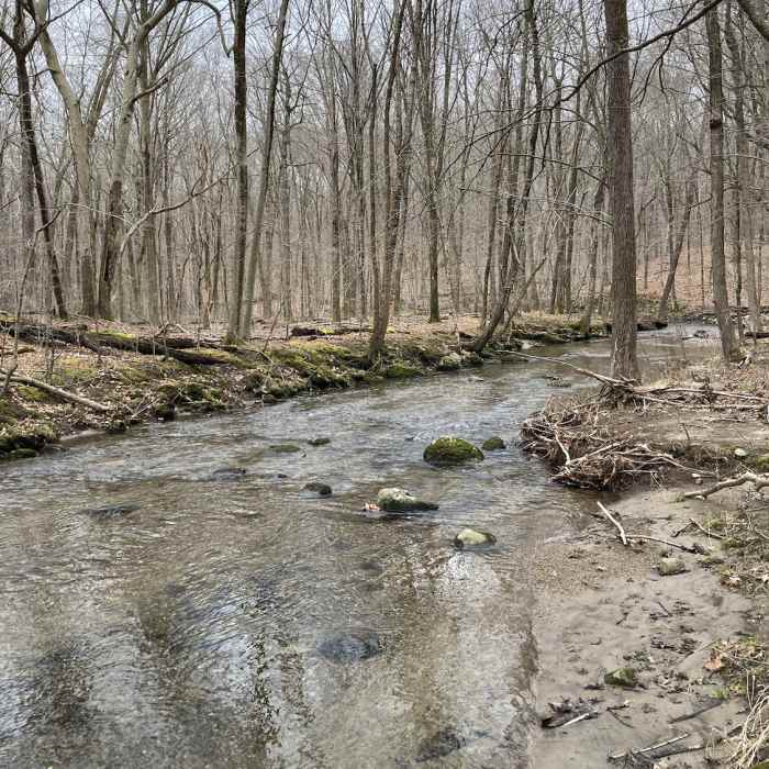 Near Rivulus Trail