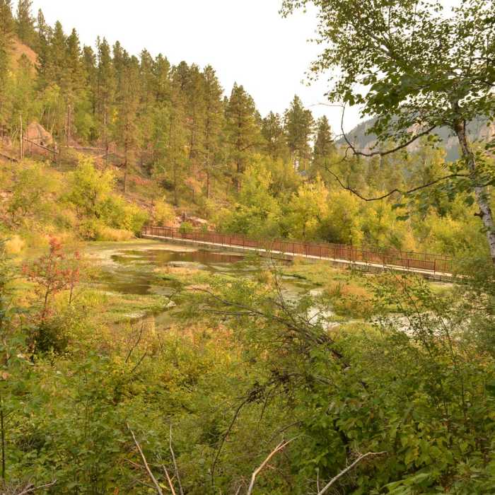 Near Roughlock Falls Trail Near Roughlock Falls Trail