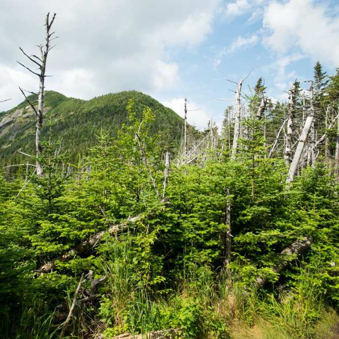 Near Gothics + Armstrong Near Gothics + Armstrong