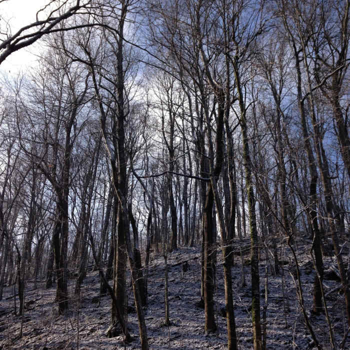 Beautiful morning on the mountain! Near Cold Springs Trail