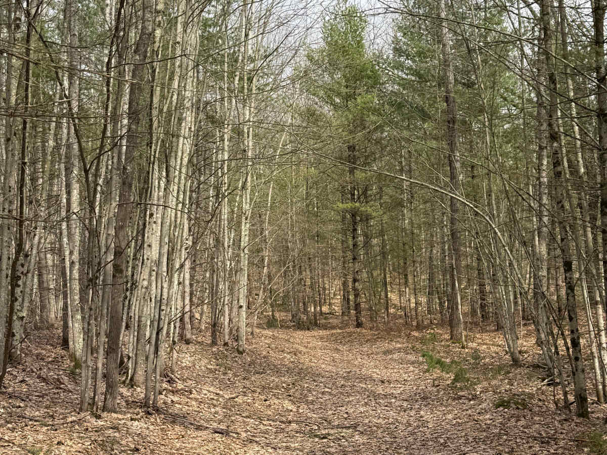 FS 8183 trail photo