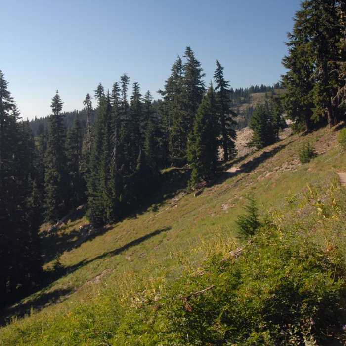 Near Paradise Park via the Pacific Crest Trail