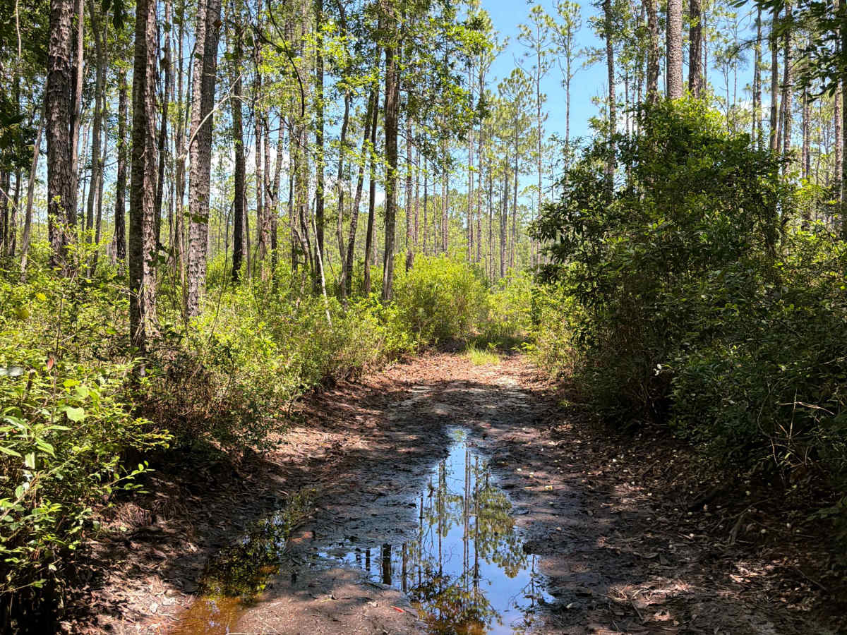FS 312S trail photo