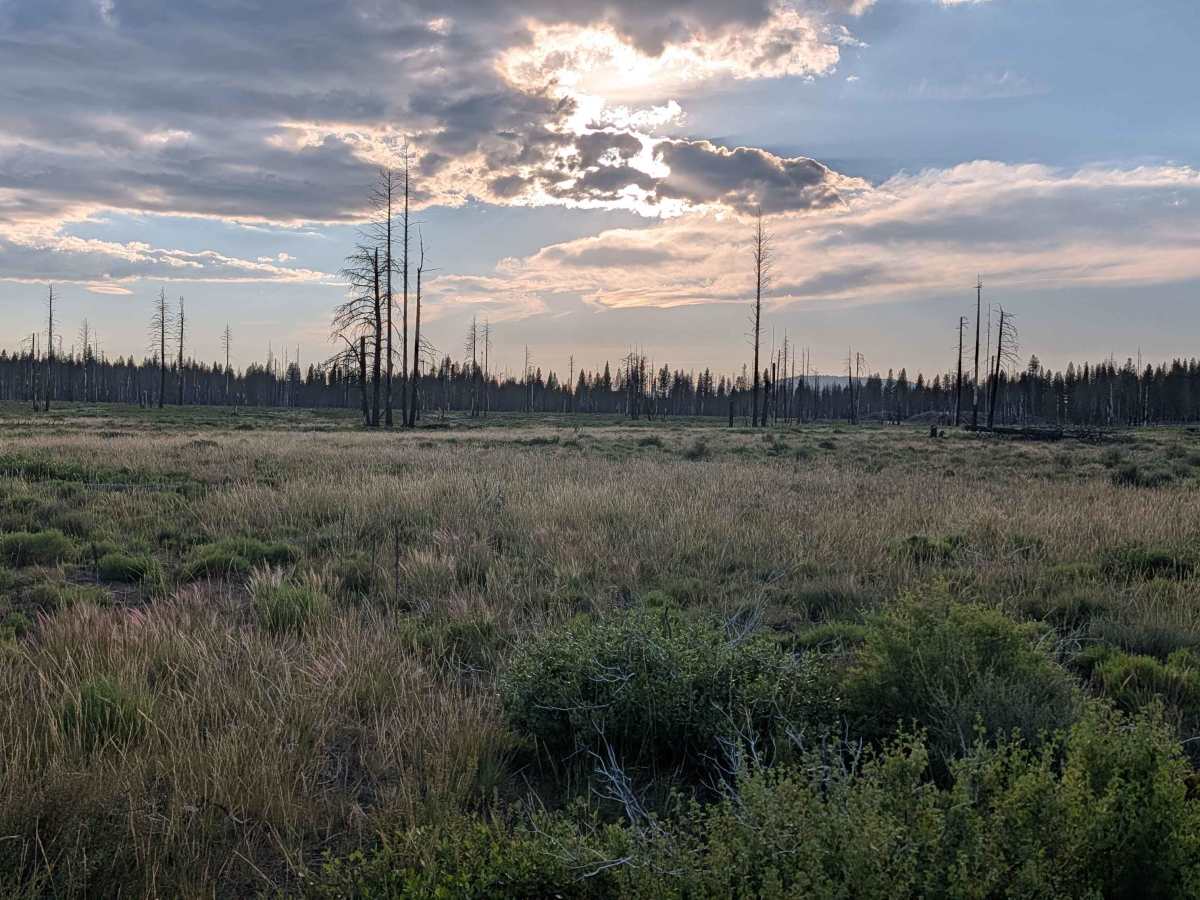 Cayuse C - FS 44N75C photo 6