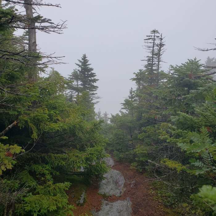 A spur trail looking east off a nearby summit Near The Long Trail (Division 7)