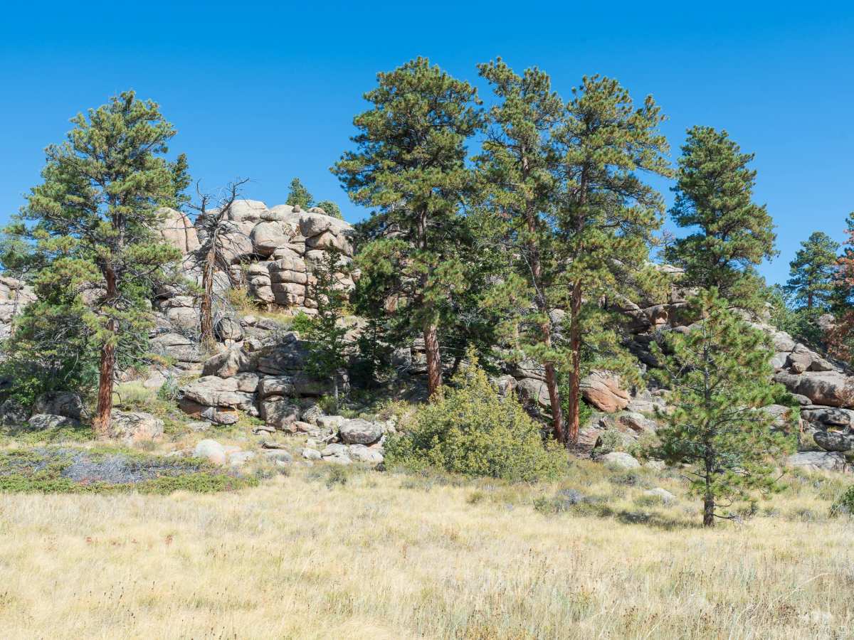 Forest Service Road 181D photo 2