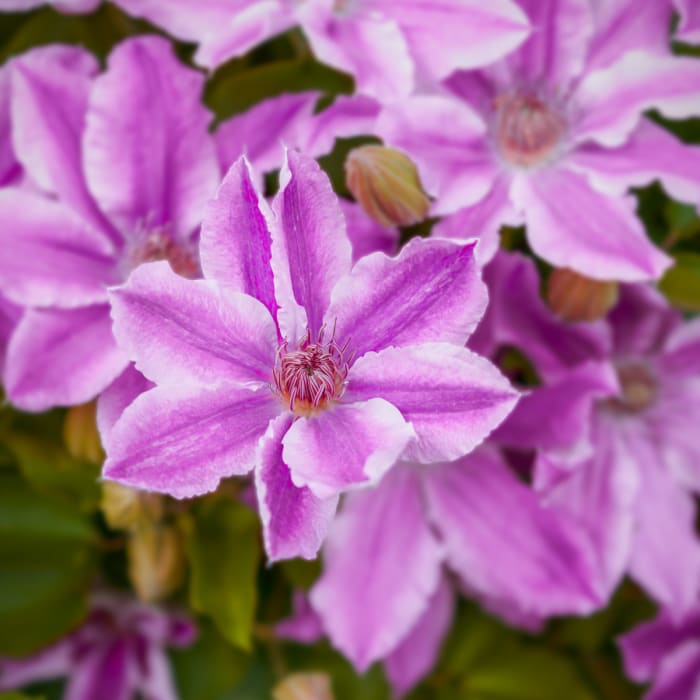 Near Bridle Trails State Park - Outer Loop