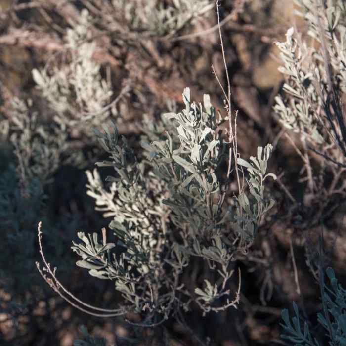 Near Steelhead Falls