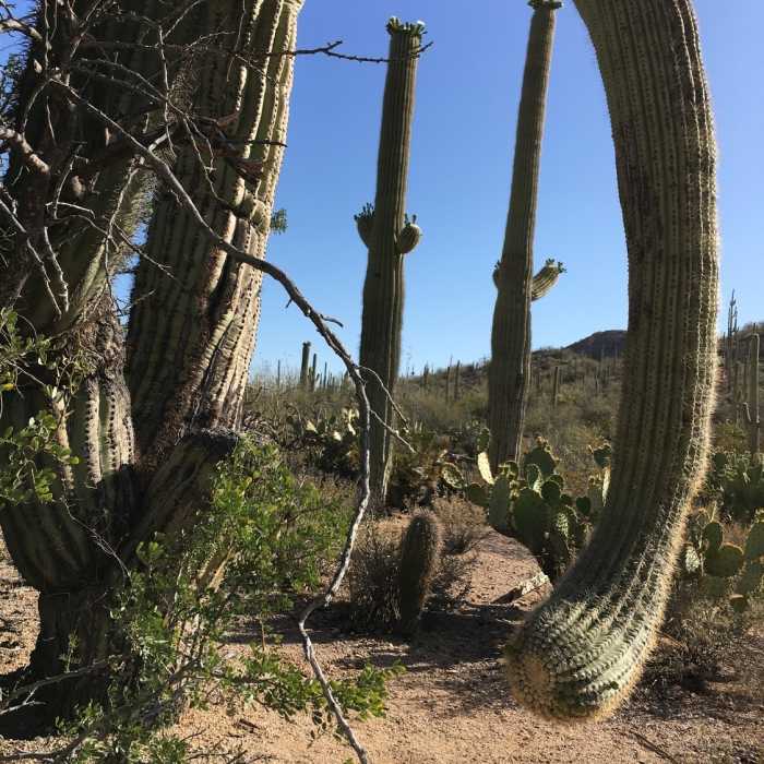 Near Wild Dog Trail