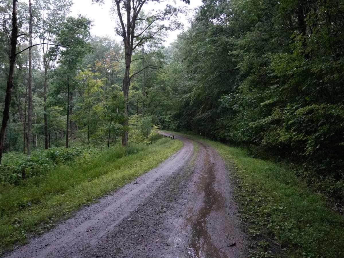 McCarty Hill East Forest Road photo 4