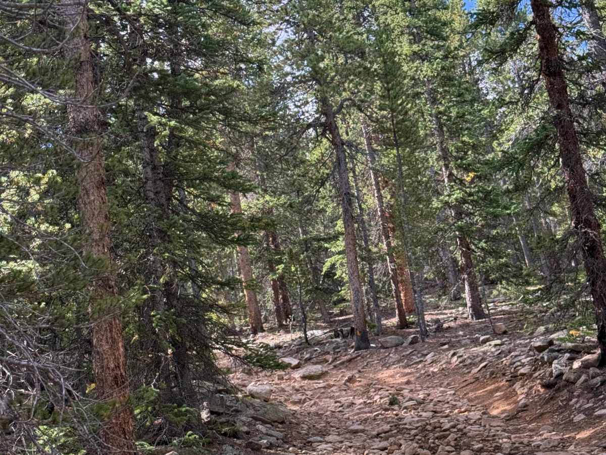 Barbour Fork Trail - FS 2461 photo 4