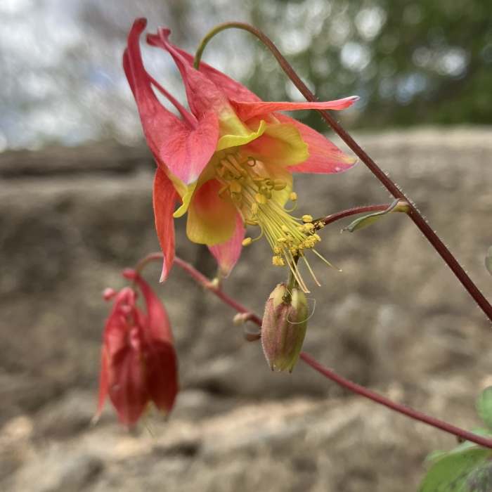 Near Burnt Meadow Trail