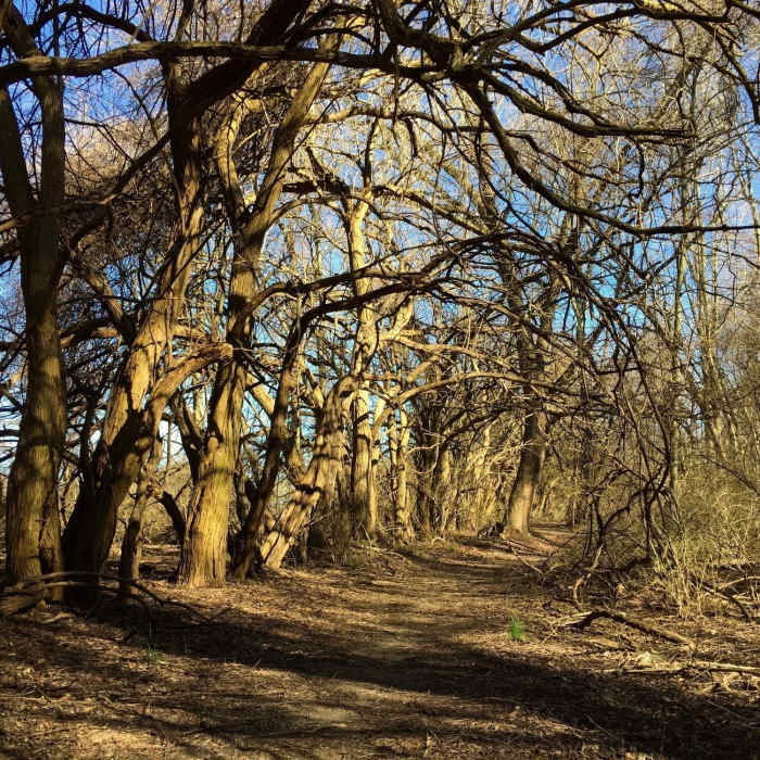Near Swamp Forest Trail (Lums Pond)