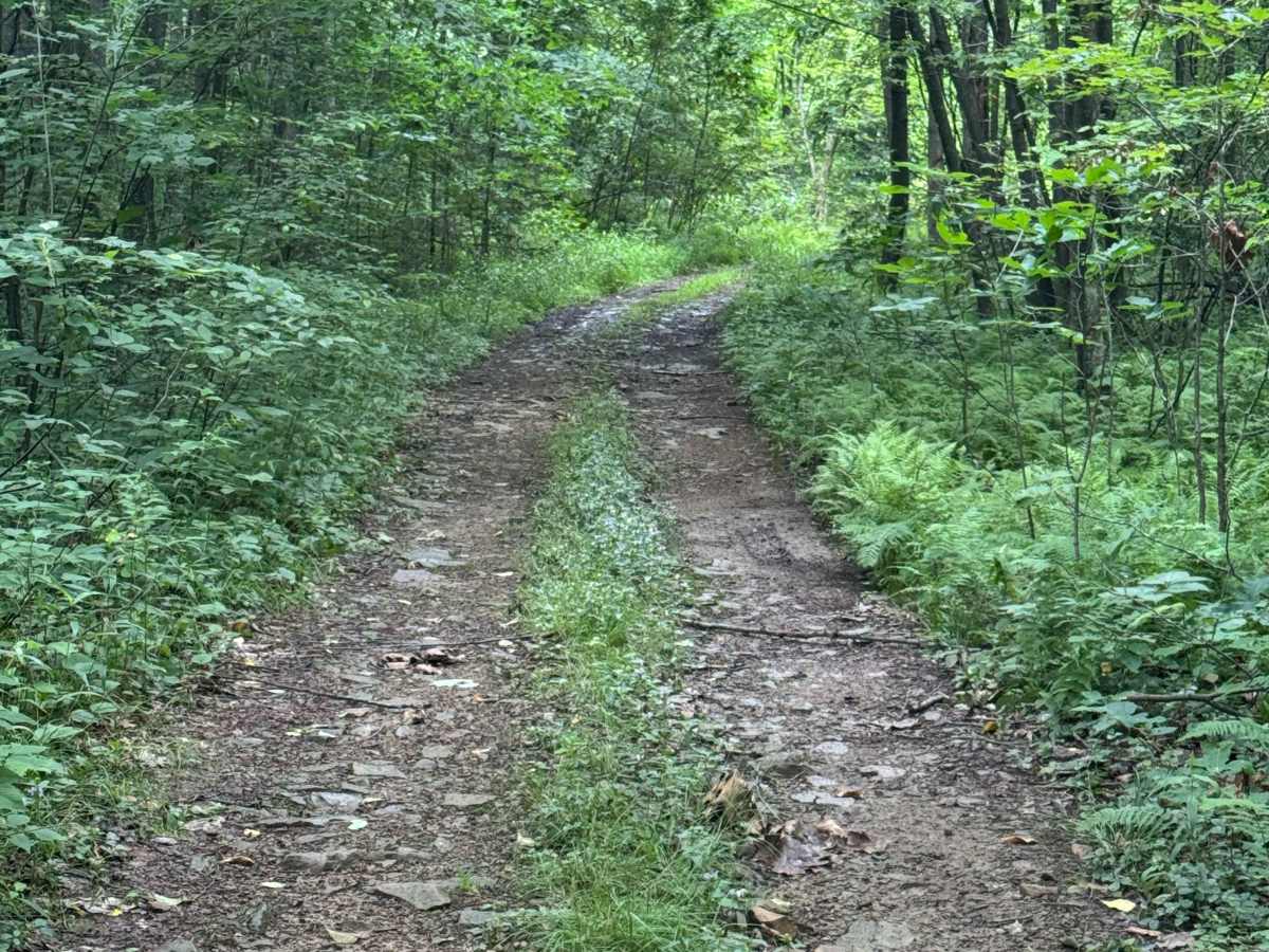 Trail 88 photo 3