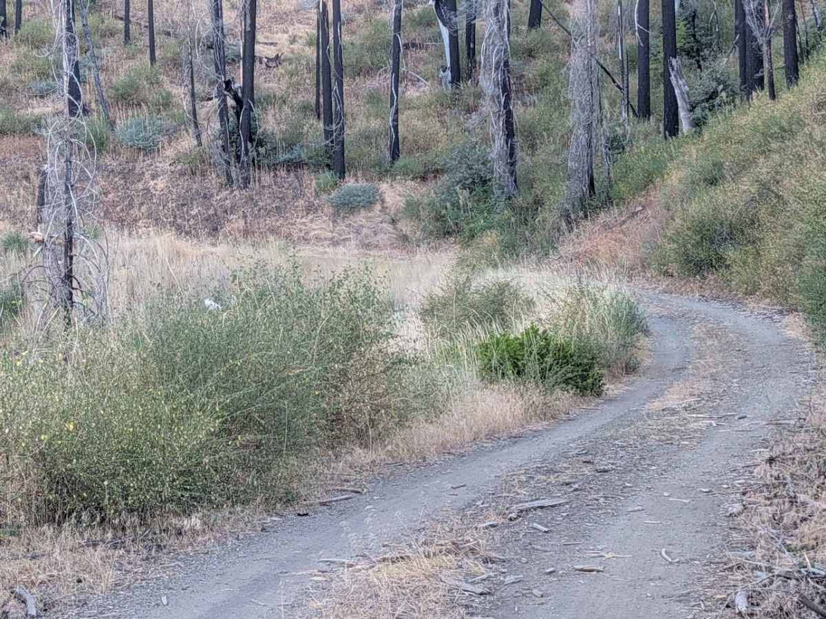 McFarland Ridge Road - FS 29N25 photo 3