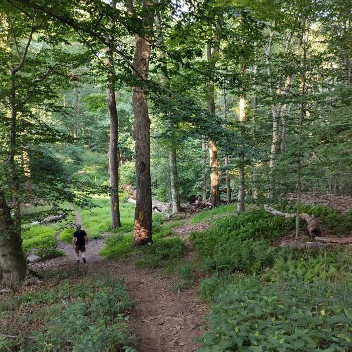 Near Springfield Trail