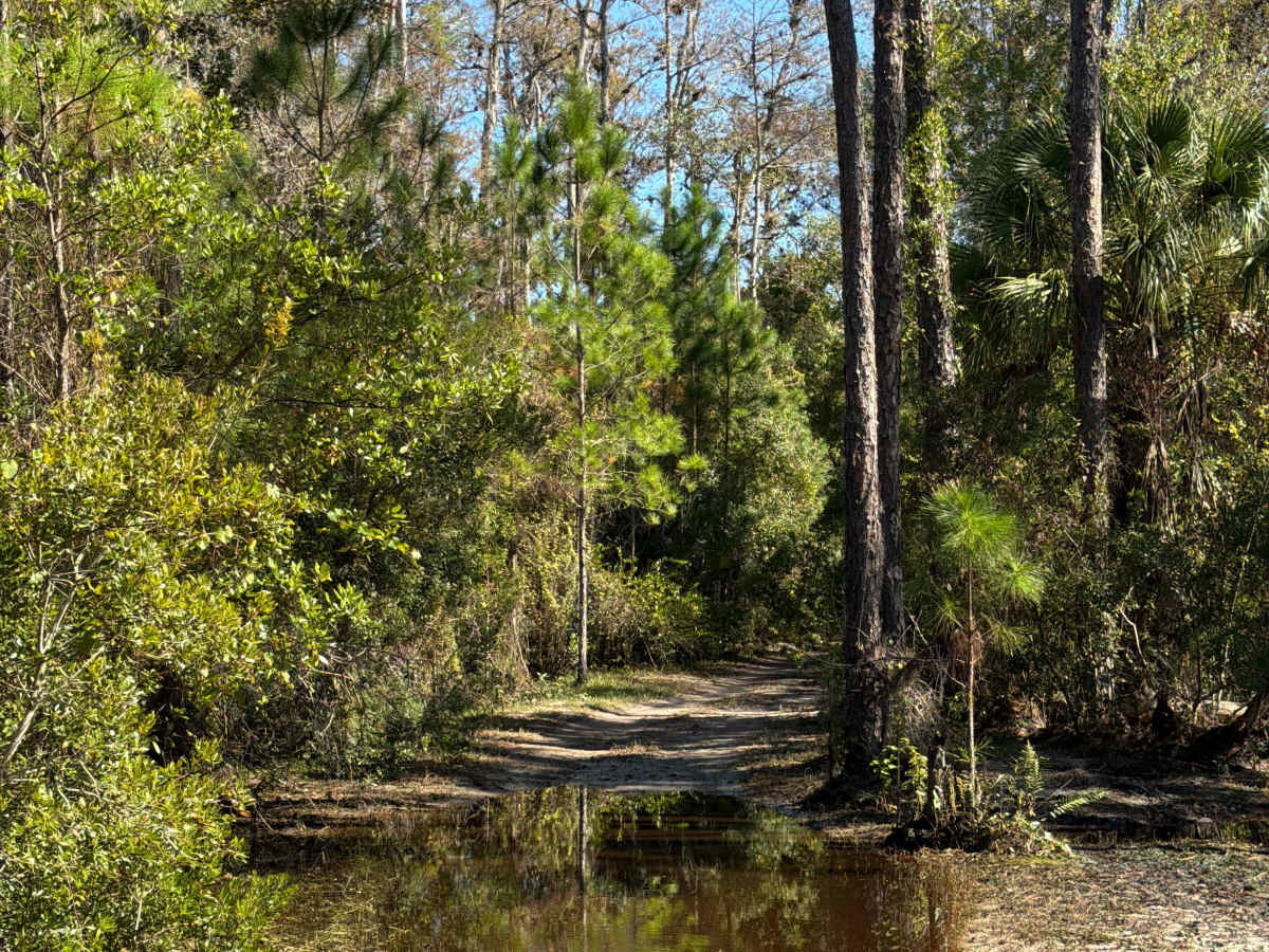 Long Loop Road 4 - Three Lakes WMA photo 6