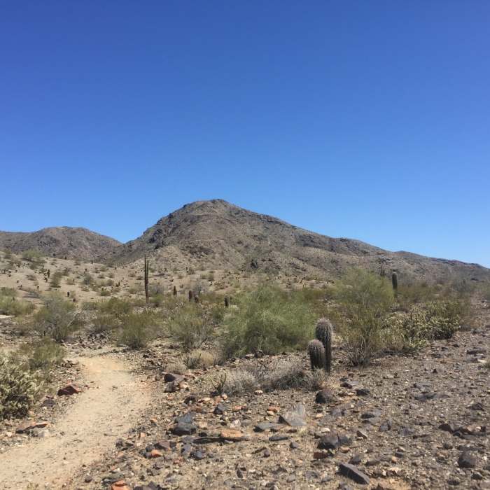 Near Cholla Loop